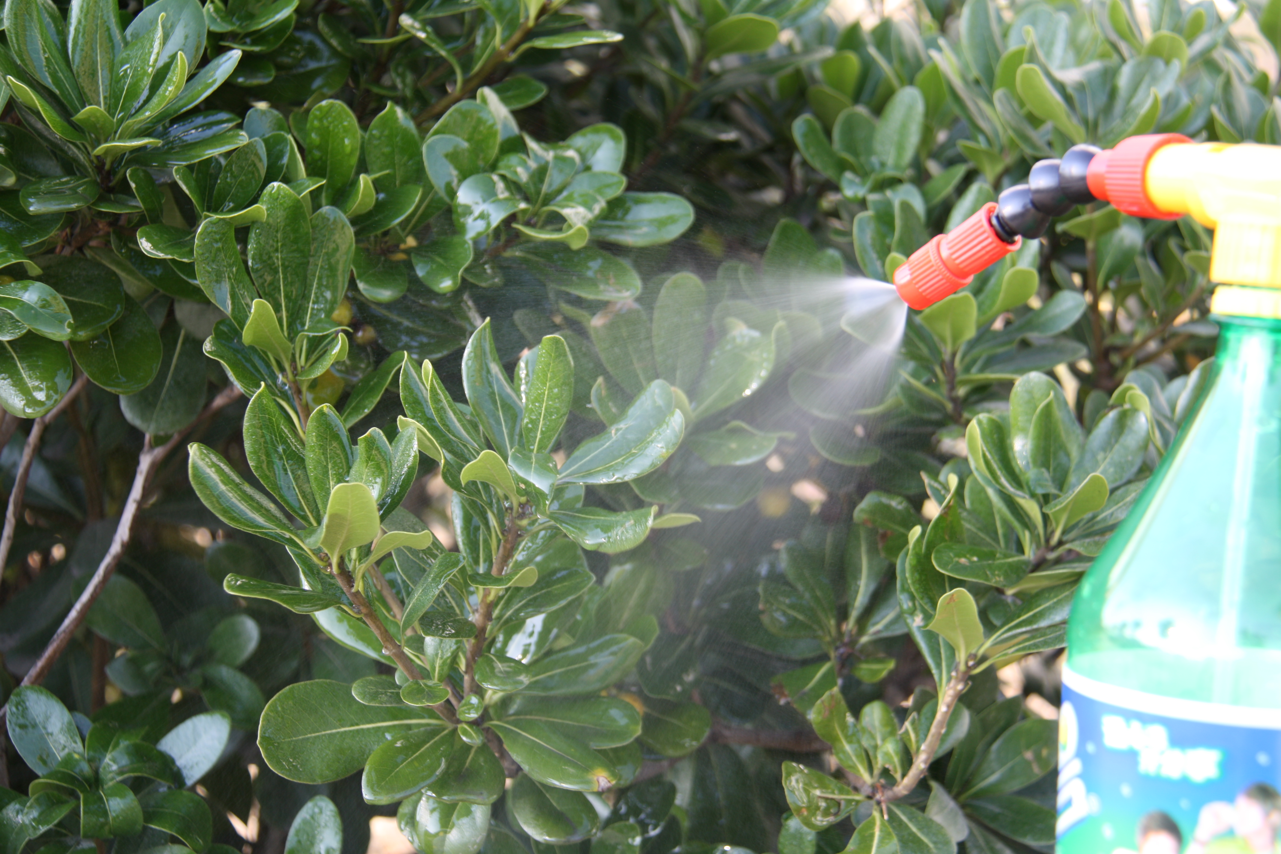 COLA sprayer head portable water gun